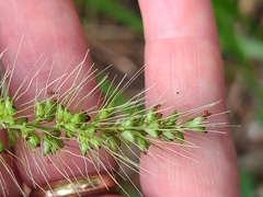 Setaria macrosperma