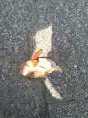 Papilio multicaudata