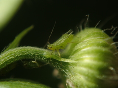 Uroleucon erigeronense