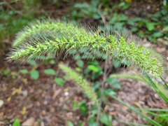 Setaria macrosperma