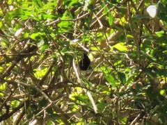 Trochocercus cyanomelas cyanomelas