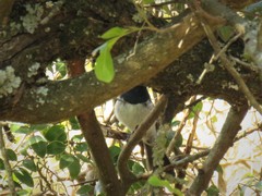Trochocercus cyanomelas cyanomelas