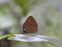 Arhopala major