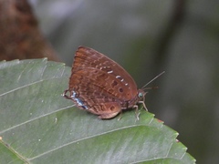 Arhopala centaurus nakula