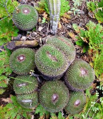 Mammillaria mystax