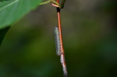 Empria