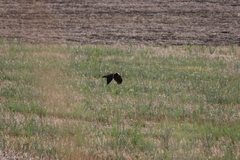 Circus aeruginosus aeruginosus