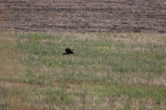 Circus aeruginosus aeruginosus