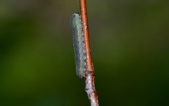 Empria