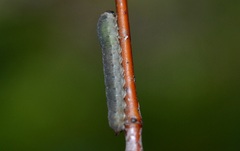 Empria