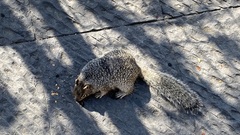 Otospermophilus variegatus