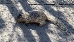 Otospermophilus variegatus