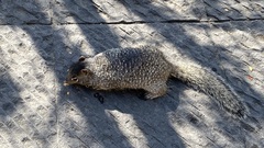Otospermophilus variegatus
