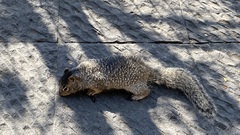 Otospermophilus variegatus