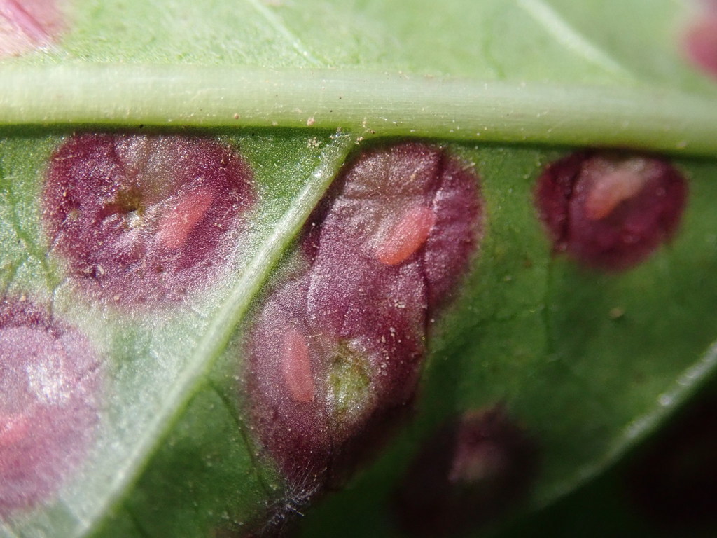 Biting midge