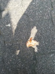 Papilio multicaudata