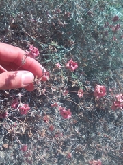 Pyankovia brachiata