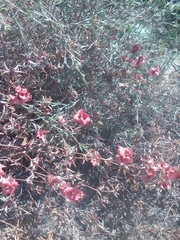 Pyankovia brachiata