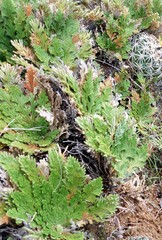 Selaginella lepidophylla