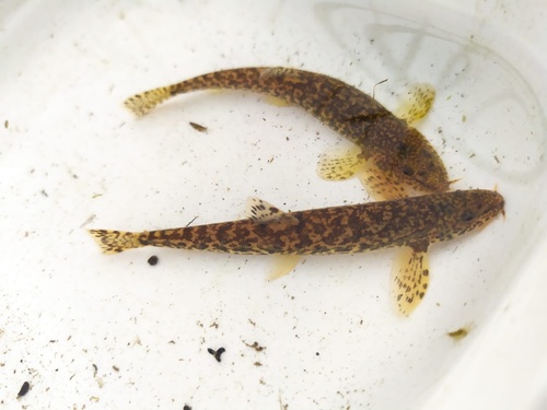 Stone loach (Barbatula barbatula) — Nemacheilidae — 2