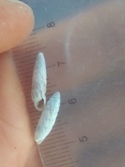 Brephulopsis bidens
