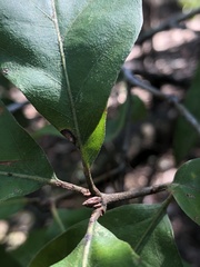 Quercus arkansana