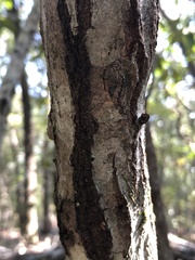 Quercus arkansana
