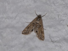 Cataclysta lemnata