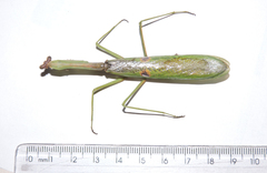 Stagmatoptera