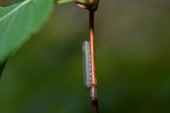 Empria