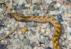 Hypsiglena chlorophaea