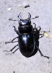 Lucanus barbarossa