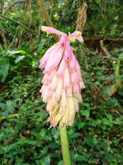 Veltheimia bracteata