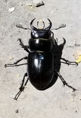 Lucanus barbarossa