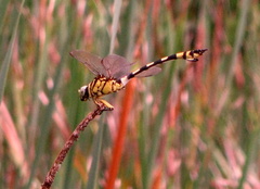 Ictinogomphus