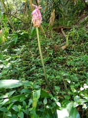 Veltheimia bracteata