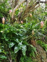 Veltheimia bracteata