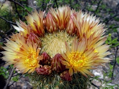 Coryphantha erecta
