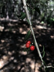 Ilex vomitoria image