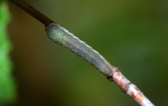 Empria
