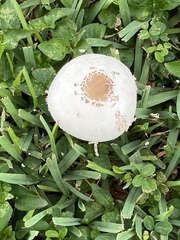 Chlorophyllum molybdites image