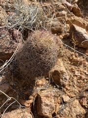 Echinomastus intertextus dasyacanthus