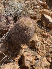 Echinomastus intertextus dasyacanthus