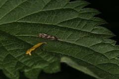 Mystacides longicornis