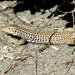 California Whiptail - Photo (c) Franco Folini, some rights reserved (CC BY)