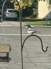 Aphelocoma woodhouseii