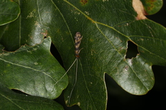 Mystacides longicornis