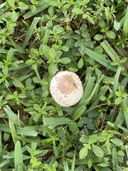 Chlorophyllum molybdites image