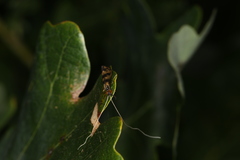 Mystacides longicornis