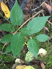 Endodeca serpentaria